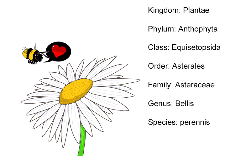 nfo graphic showing how Bellis perennis fits into the seven classifications of taxonomy